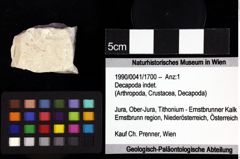 Foto (Objket + Etiketten) von Goniodromites bidentatus (Reuss, 1859) 